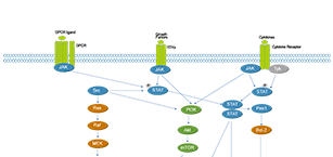 JAK/STAT Signaling Related Signaling Pathway